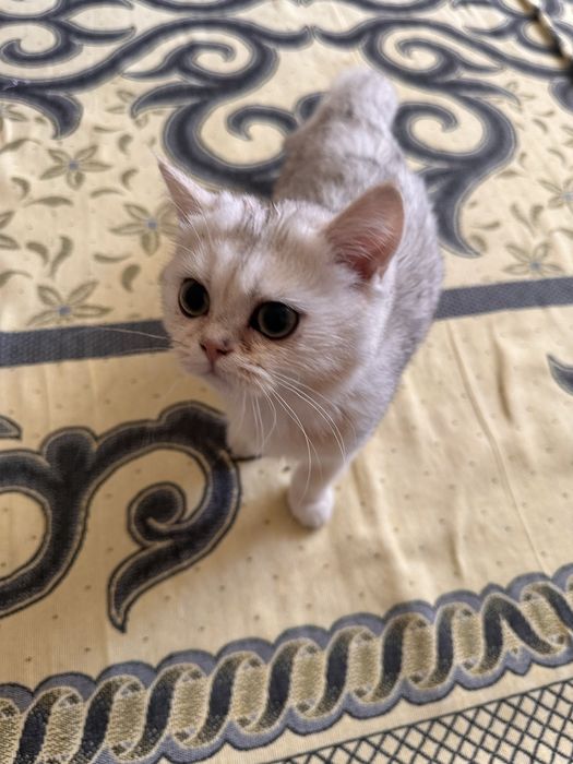 Британская короткошерстая кошка