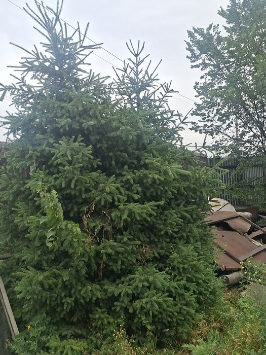 Продам ель красивая 5м