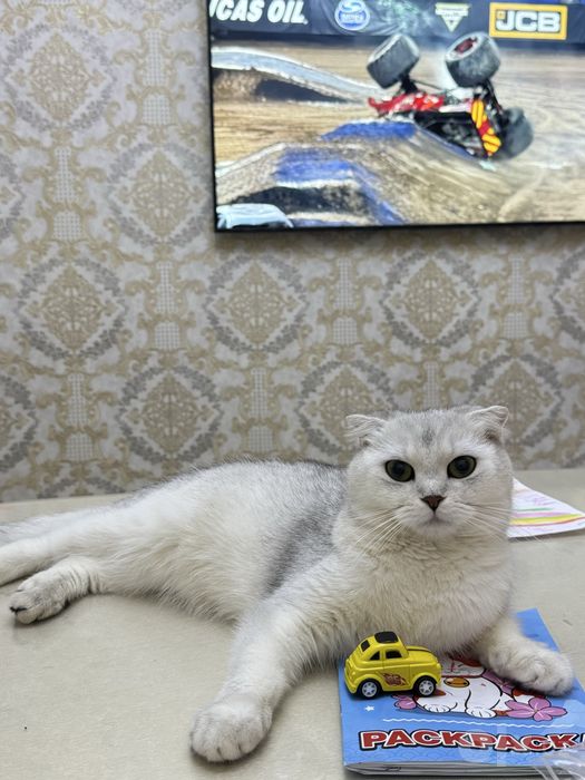 Продается Scottish Fold чистой породы.