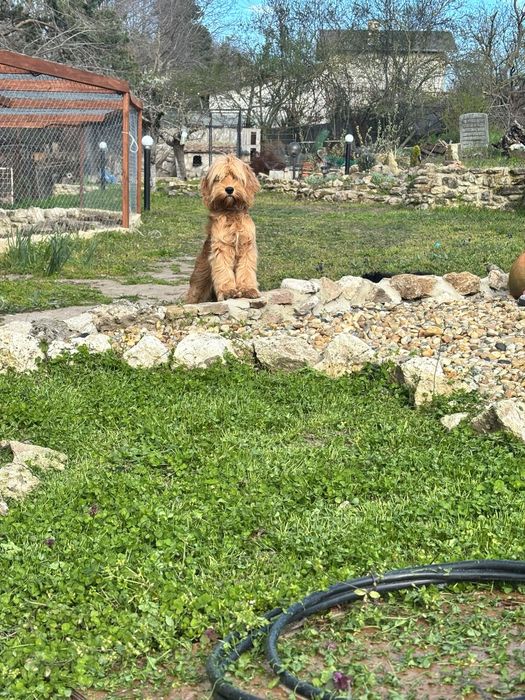 Продавам кокер - лагото