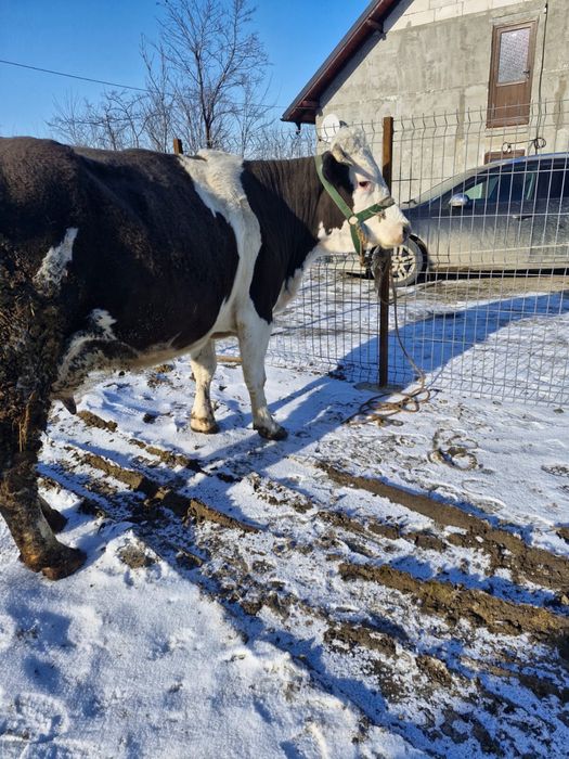 Vand vaca gestanta in 6 luni