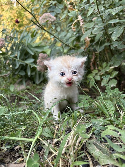 Отдам котят в добрые руки!
