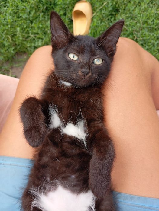 Котёнок мальчик котенок