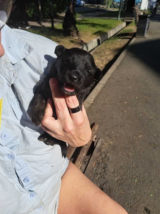 Найдены щенята! Ищем им новых хозяев!