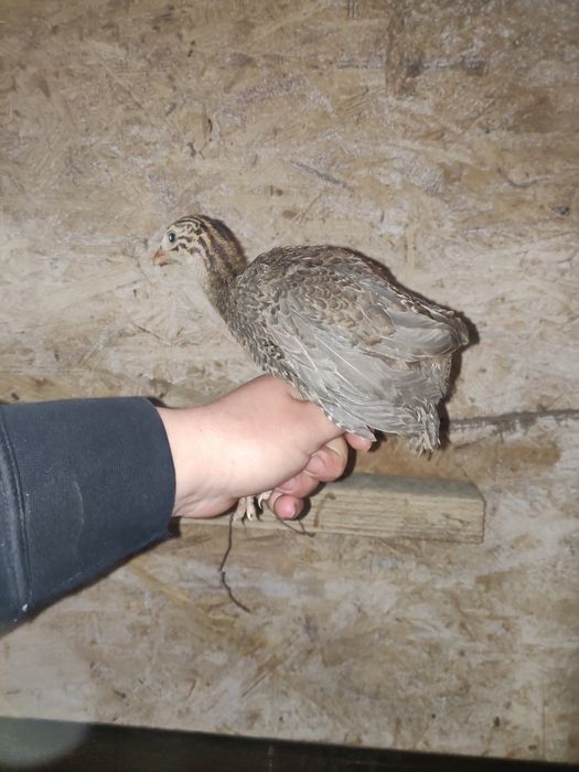 Pui bibilica rasa de carne