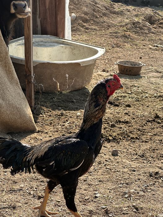 продам петушка за 50 тысяч