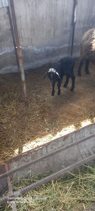 Қой сатылыды қозылы