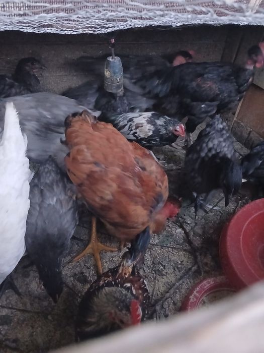 Cocoșei tineri de tara