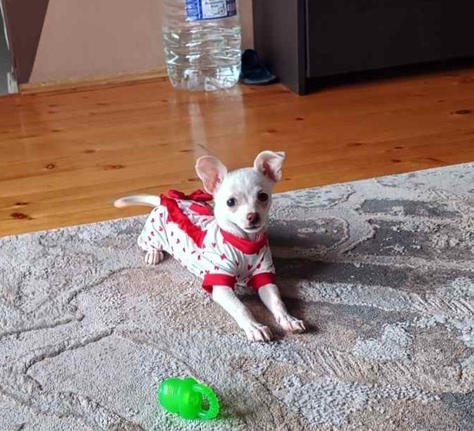 Момиче чихуахуа на 3м