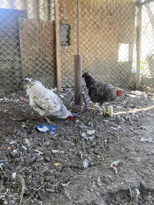 Қораз Әтеш Петух