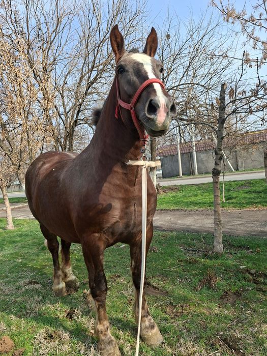 Продам супер кобылу