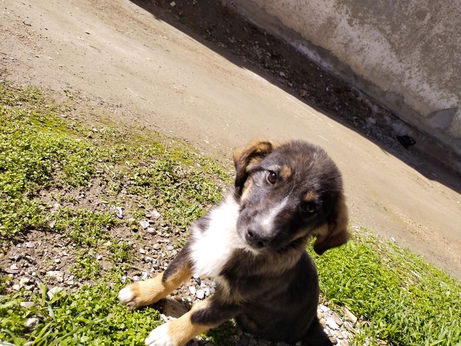 Kuchuk bolasi tekinga beriladi