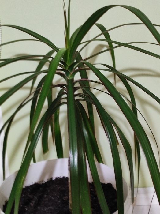 Продам комнатные растения