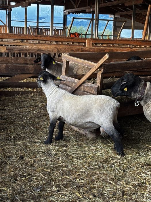 Berbecuti Suffolk pentru reproductie