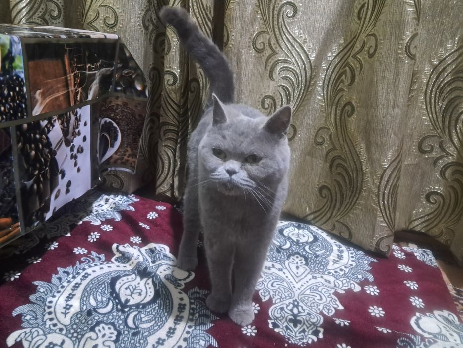 Юввошгина, жуда беъозор scotch strait мушуги сотилади