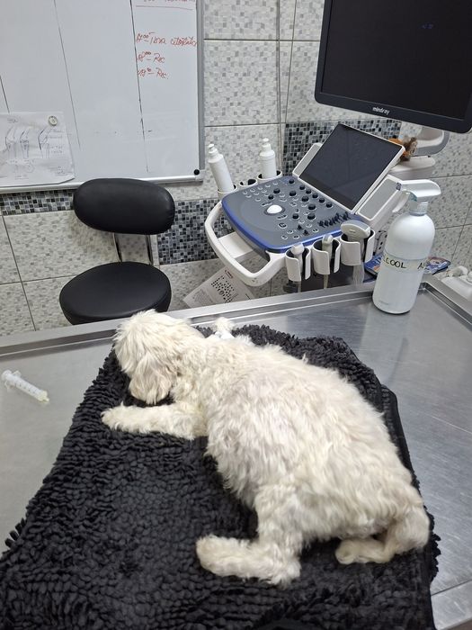 Bichoni  talie mică