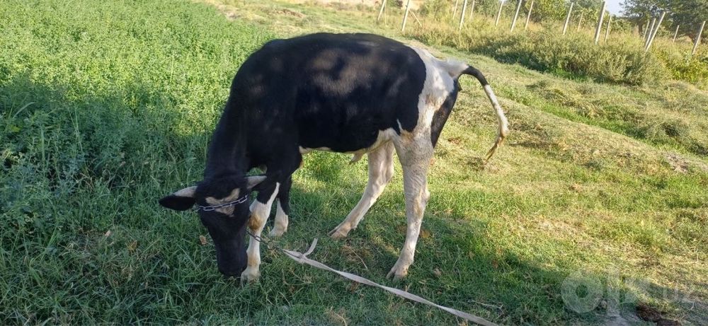 Novos srochna sotiladi 10 oylik