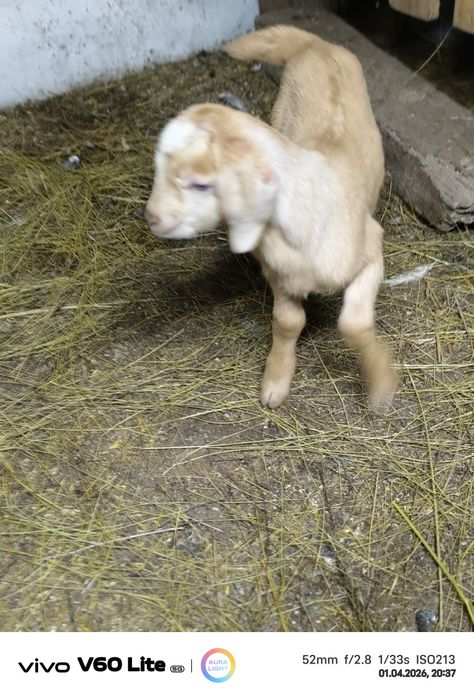 Продам козлика и казачку