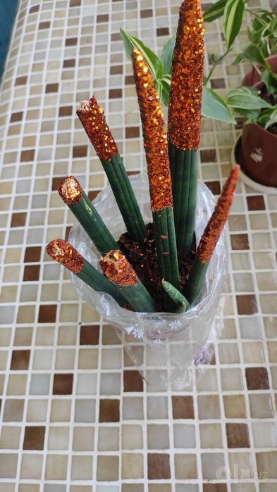 Сансевиерия цилиндрическая (Sansevieria cylindrica) — стильное и непри