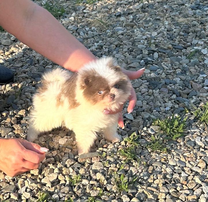 Померан мъжко и женско