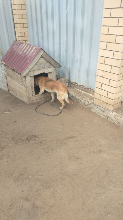 Отдам даром собаку