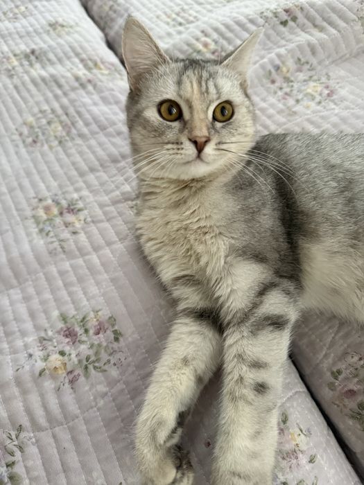 Кошка британски коротка шерстая