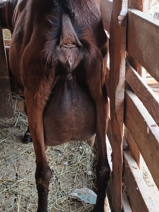 Lapte de capra alpina franceza!