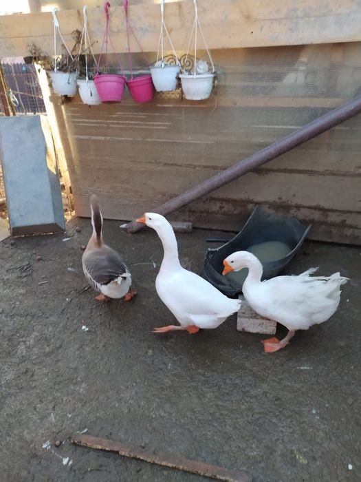 de vânzare gaste lesesti