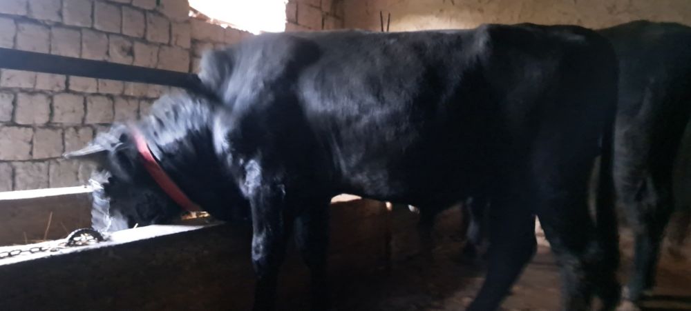 Мол бокма навос 1