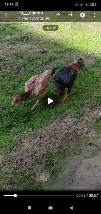 Shamola xoroz va tovuq sotiladi