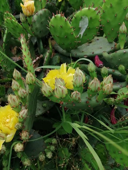 Кампанула гломерата, градински кактус,декоративни ягоди,ирис, луковици