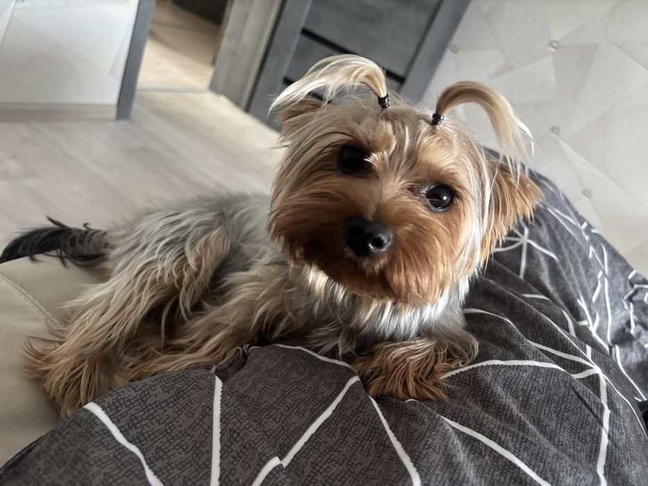 Йорк ищет невесту