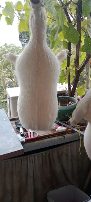 Мях за гайда - естествен