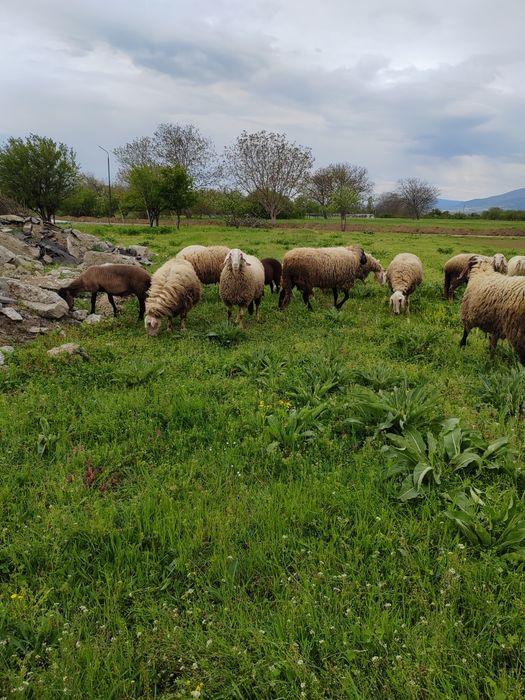 Продавам овце, агнета, шилета