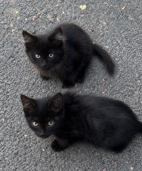 Котята в поисках дома!