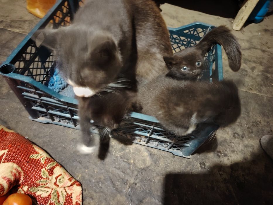 Дарю котят 2мальчика и девочка
