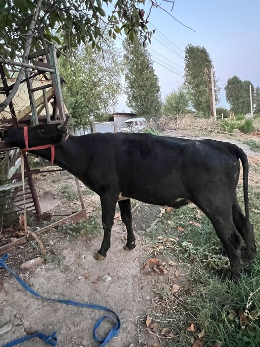 Buqachalar sotiladi soni 2 ta