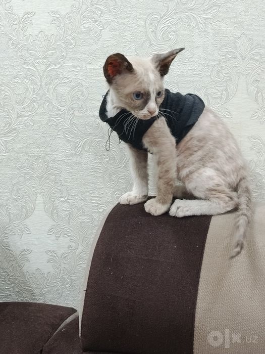 Продам! Котята ,, сфинкс "
