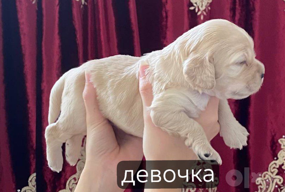 Продаются Американские Кокер-Спаниель