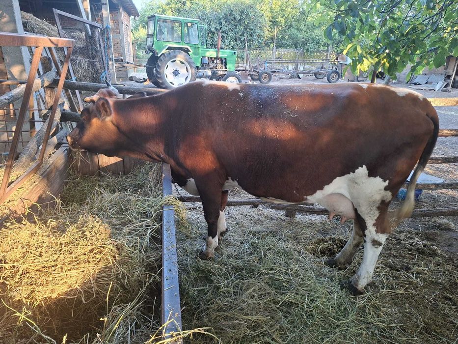 Vacă Bălțață Românească