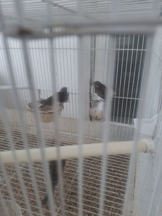 Продаются канарейки