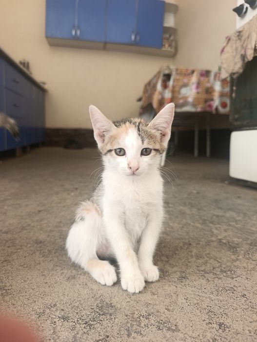 Mushukchalar hadyaga beriladi