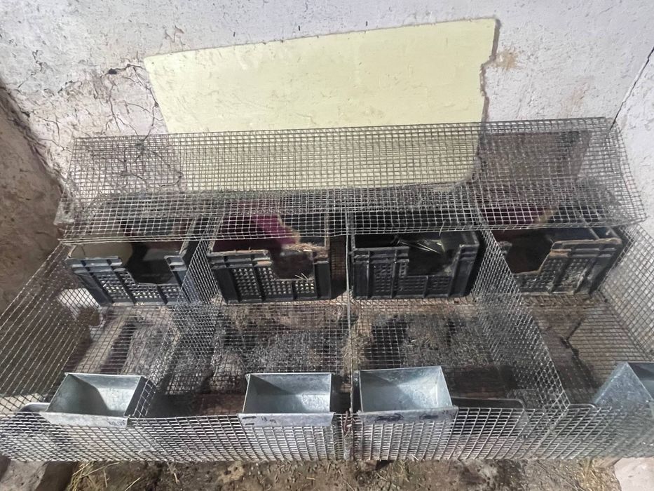 Клетки для кроликов птицы куры