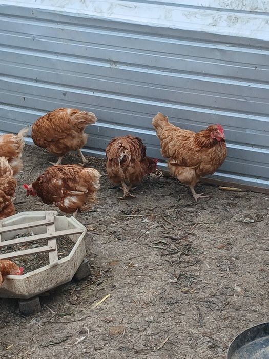 Gaini de oua                   .