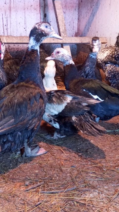 Продам индоуток.