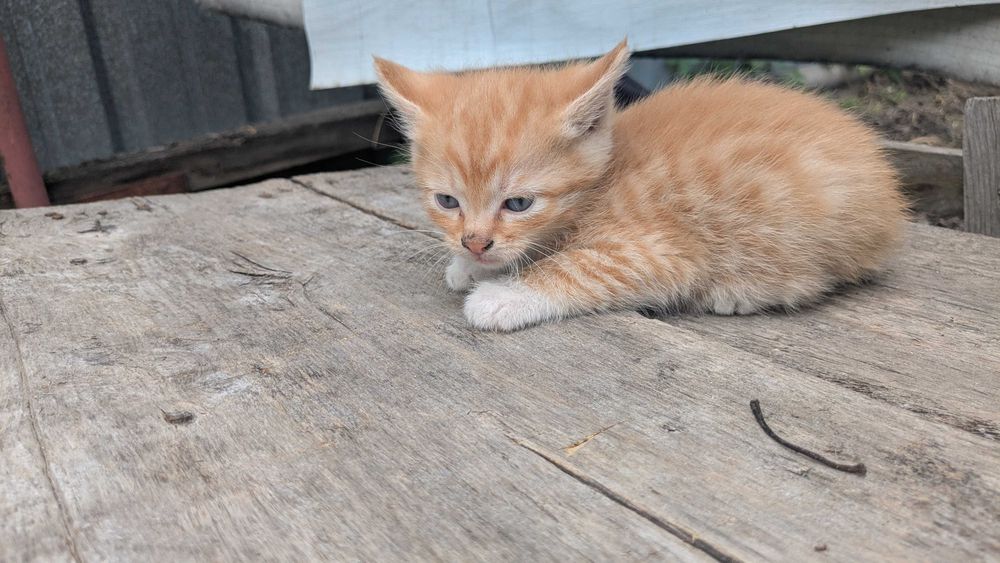 Котята редчайшей экспериментальной породы