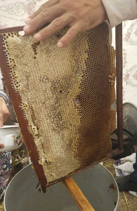Tabiiy toza asal Qorovulbozorniki