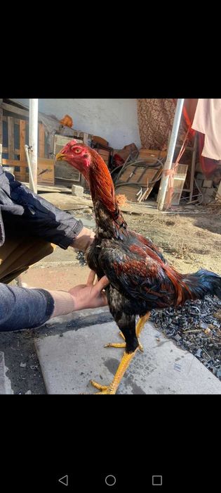 Дакан цыплята 10 шт