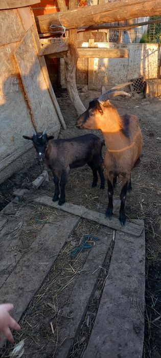 Capra de vanzare