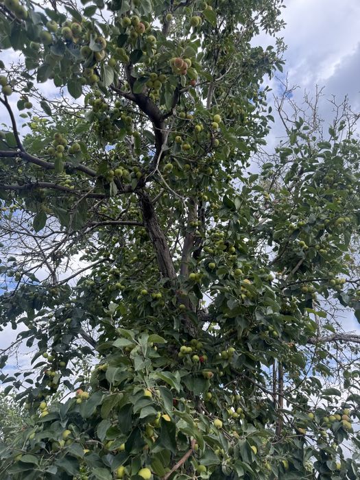 Продам дом со всеми удобствами